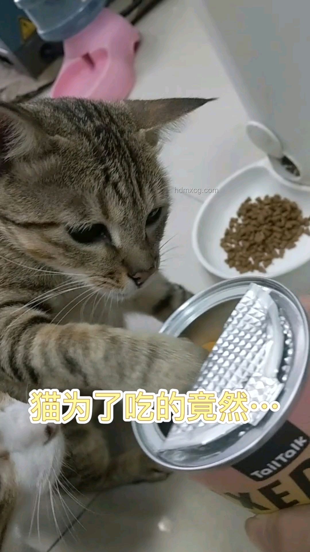 猫猫踢冻干挑战：了解与参与全攻略