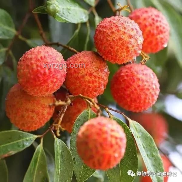 《长安的荔枝》中，整个运送荔枝树实操指南