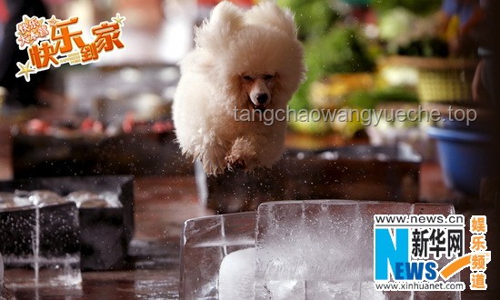 萌宠踢冻干挑战：欢乐与智慧并存的养宠新体验🐾